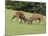 Red Deer Bucks Fighting in Rut Season-null-Mounted Photographic Print