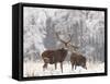 Red Deer Bucks in Snow-null-Framed Stretched Canvas