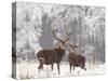 Red Deer Bucks in Snow-null-Stretched Canvas