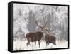 Red Deer Bucks in Snow-null-Framed Stretched Canvas