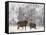 Red Deer Bucks in Snow-null-Framed Stretched Canvas