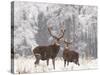 Red Deer Bucks in Snow-null-Stretched Canvas