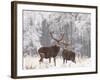 Red Deer Bucks in Snow-null-Framed Photographic Print