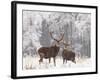 Red Deer Bucks in Snow-null-Framed Photographic Print