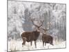Red Deer Bucks in Snow-null-Mounted Photographic Print