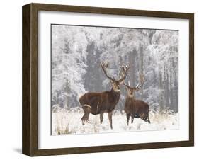 Red Deer Bucks in Snow-null-Framed Photographic Print