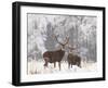 Red Deer Bucks in Snow-null-Framed Photographic Print