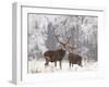 Red Deer Bucks in Snow-null-Framed Photographic Print