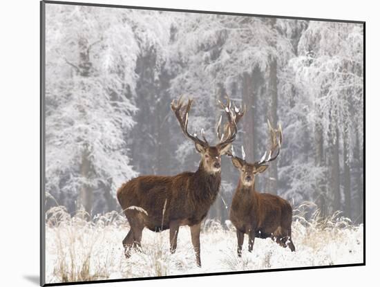 Red Deer Bucks in Snow-null-Mounted Photographic Print