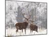 Red Deer Bucks in Snow-null-Mounted Photographic Print