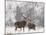 Red Deer Bucks in Snow-null-Mounted Photographic Print