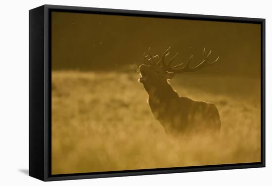 Red Deer (Cervus Elaphus) Calling at Sunset, During Rut, Klampenborg Dyrehaven, Denmark, September-Möllers-Framed Stretched Canvas