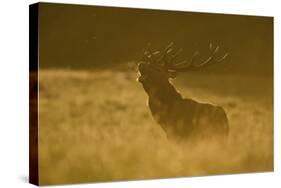 Red Deer (Cervus Elaphus) Calling at Sunset, During Rut, Klampenborg Dyrehaven, Denmark, September-Möllers-Stretched Canvas