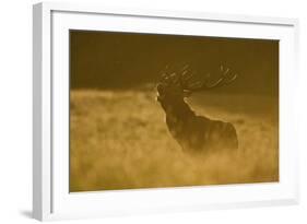 Red Deer (Cervus Elaphus) Calling at Sunset, During Rut, Klampenborg Dyrehaven, Denmark, September-Möllers-Framed Photographic Print