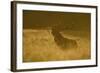 Red Deer (Cervus Elaphus) Calling at Sunset, During Rut, Klampenborg Dyrehaven, Denmark, September-Möllers-Framed Photographic Print