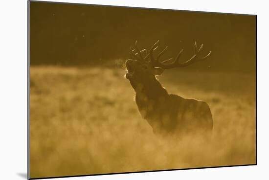 Red Deer (Cervus Elaphus) Calling at Sunset, During Rut, Klampenborg Dyrehaven, Denmark, September-Möllers-Mounted Photographic Print