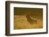 Red Deer (Cervus Elaphus) Calling at Sunset, During Rut, Klampenborg Dyrehaven, Denmark, September-Möllers-Framed Photographic Print