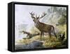 Red Deer (Cervus Elaphus), Cervidae, Drawing-null-Framed Stretched Canvas