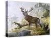 Red Deer (Cervus Elaphus), Cervidae, Drawing-null-Stretched Canvas