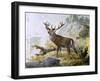 Red Deer (Cervus Elaphus), Cervidae, Drawing-null-Framed Giclee Print