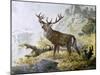 Red Deer (Cervus Elaphus), Cervidae, Drawing-null-Mounted Giclee Print