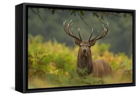 Red Deer (Cervus Elaphus) Dominant Stag Amongst Bracken, Bradgate Park, Leicestershire, England, UK-Danny Green-Framed Stretched Canvas