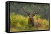 Red Deer (Cervus Elaphus) Dominant Stag Amongst Bracken, Bradgate Park, Leicestershire, England, UK-Danny Green-Framed Stretched Canvas