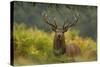 Red Deer (Cervus Elaphus) Dominant Stag Amongst Bracken, Bradgate Park, Leicestershire, England, UK-Danny Green-Stretched Canvas