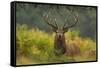 Red Deer (Cervus Elaphus) Dominant Stag Amongst Bracken, Bradgate Park, Leicestershire, England, UK-Danny Green-Framed Stretched Canvas