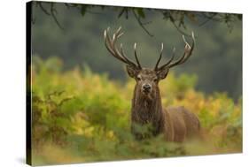 Red Deer (Cervus Elaphus) Dominant Stag Amongst Bracken, Bradgate Park, Leicestershire, England, UK-Danny Green-Stretched Canvas