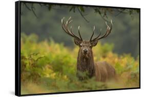 Red Deer (Cervus Elaphus) Dominant Stag Amongst Bracken, Bradgate Park, Leicestershire, England, UK-Danny Green-Framed Stretched Canvas