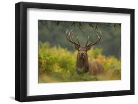 Red Deer (Cervus Elaphus) Dominant Stag Amongst Bracken, Bradgate Park, Leicestershire, England, UK-Danny Green-Framed Premium Photographic Print