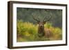 Red Deer (Cervus Elaphus) Dominant Stag Amongst Bracken, Bradgate Park, Leicestershire, England, UK-Danny Green-Framed Photographic Print