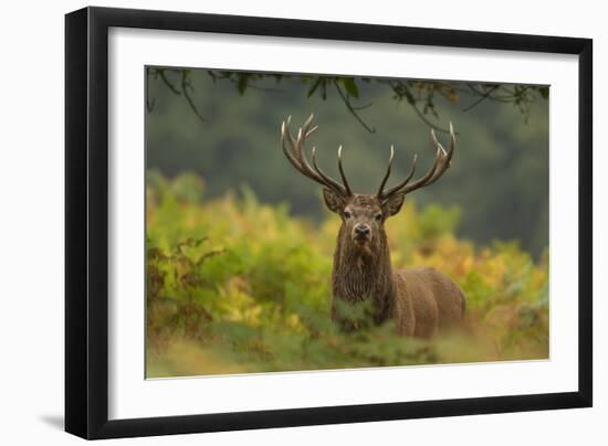 Red Deer (Cervus Elaphus) Dominant Stag Amongst Bracken, Bradgate Park, Leicestershire, England, UK-Danny Green-Framed Photographic Print