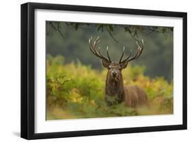 Red Deer (Cervus Elaphus) Dominant Stag Amongst Bracken, Bradgate Park, Leicestershire, England, UK-Danny Green-Framed Photographic Print