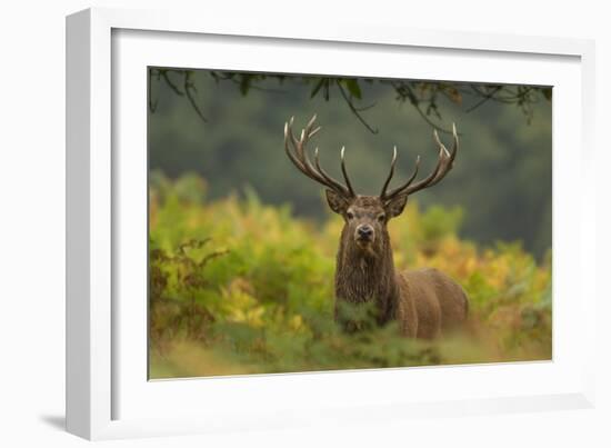 Red Deer (Cervus Elaphus) Dominant Stag Amongst Bracken, Bradgate Park, Leicestershire, England, UK-Danny Green-Framed Photographic Print