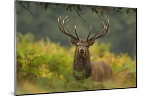 Red Deer (Cervus Elaphus) Dominant Stag Amongst Bracken, Bradgate Park, Leicestershire, England, UK-Danny Green-Mounted Photographic Print