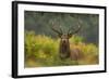 Red Deer (Cervus Elaphus) Dominant Stag Amongst Bracken, Bradgate Park, Leicestershire, England, UK-Danny Green-Framed Photographic Print