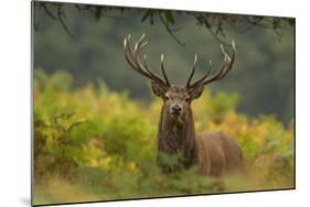 Red Deer (Cervus Elaphus) Dominant Stag Amongst Bracken, Bradgate Park, Leicestershire, England, UK-Danny Green-Mounted Photographic Print