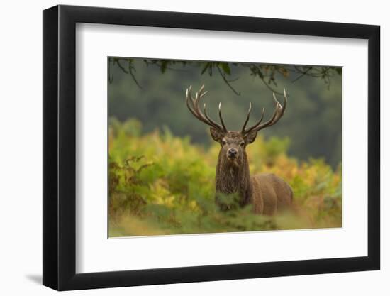 Red Deer (Cervus Elaphus) Dominant Stag Amongst Bracken, Bradgate Park, Leicestershire, England, UK-Danny Green-Framed Photographic Print