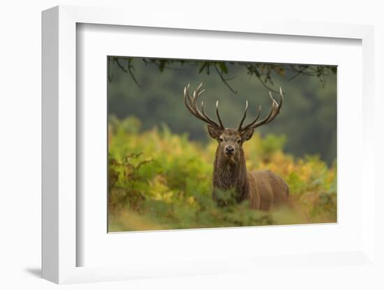 Red Deer (Cervus Elaphus) Dominant Stag Amongst Bracken, Bradgate Park, Leicestershire, England, UK-Danny Green-Framed Photographic Print