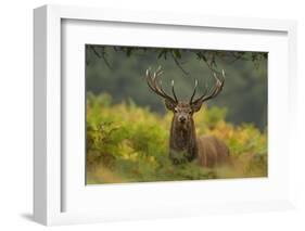 Red Deer (Cervus Elaphus) Dominant Stag Amongst Bracken, Bradgate Park, Leicestershire, England, UK-Danny Green-Framed Photographic Print