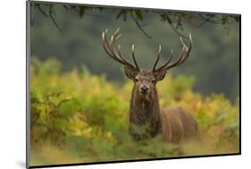 Red Deer (Cervus Elaphus) Dominant Stag Amongst Bracken, Bradgate Park, Leicestershire, England, UK-Danny Green-Mounted Photographic Print