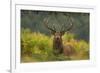 Red Deer (Cervus Elaphus) Dominant Stag Amongst Bracken, Bradgate Park, Leicestershire, England, UK-Danny Green-Framed Photographic Print