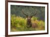 Red Deer (Cervus Elaphus) Dominant Stag Amongst Bracken, Bradgate Park, Leicestershire, England, UK-Danny Green-Framed Photographic Print