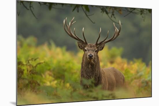 Red Deer (Cervus Elaphus) Dominant Stag Amongst Bracken, Bradgate Park, Leicestershire, England, UK-Danny Green-Mounted Photographic Print