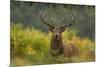 Red Deer (Cervus Elaphus) Dominant Stag Amongst Bracken, Bradgate Park, Leicestershire, England, UK-Danny Green-Mounted Photographic Print