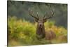 Red Deer (Cervus Elaphus) Dominant Stag Amongst Bracken, Bradgate Park, Leicestershire, England, UK-Danny Green-Stretched Canvas