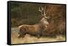 Red Deer (Cervus Elaphus) Dominant Stag at Rut, Bradgate Park, Leicestershire, England, UK-Danny Green-Framed Stretched Canvas