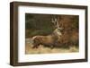 Red Deer (Cervus Elaphus) Dominant Stag at Rut, Bradgate Park, Leicestershire, England, UK-Danny Green-Framed Photographic Print